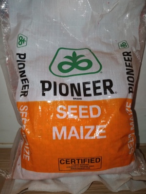 pioneer_seed_maize
