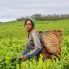 Davetis Kenya Home Page